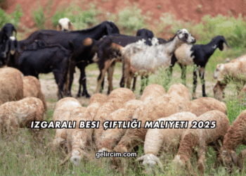 Izgaralı Besi Çiftliği Maliyeti 2025