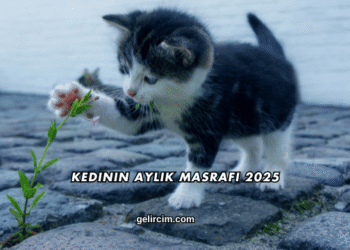 Kedinin Aylık Masrafı 2025