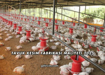 Tavuk Kesim Fabrikası Maliyeti 2025